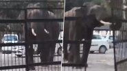 Uttarakhand: Wild Elephant Breaks Through Court&rsquo;s Gate in Haridwar, Enters Premises; Video Surfaces