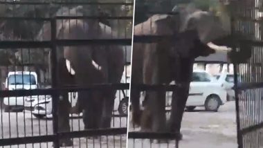 Uttarakhand: Wild Elephant Enters Court Premises After Breaking Main Gate in Haridwar, Video Surfaces