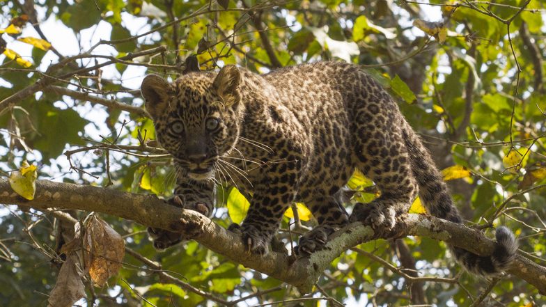 Leopard Attack Caught on Camera: Big Cat Attacks Sleeping Dog, Carries it Away in Pune's Ambegaon; Disturbing Video Surfaces