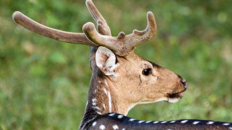 US Shocker: Man Runs Over Deer, Films It and Posts Video on TikTok in Florida, Arrested