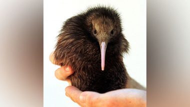 New Zealand’s Capital Wellington Welcomes Kiwi Chicks for First Time in Over 150 Years