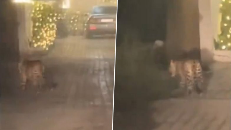 Leopard Scare in Delhi: Panic Grips Residents After Big Cat Spotted in Sainik Farm Area, Police Urge People To Stay Indoors (Watch Video)