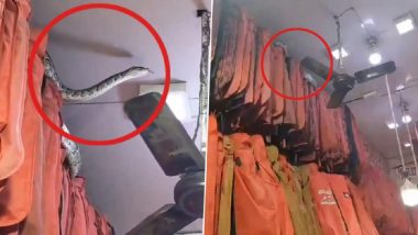 Uttar Pradesh: Massive 14-Foot-Long Python Found Inside Garment Store in Meerut (Watch Video)
