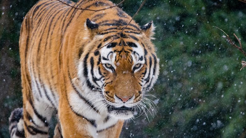 Tiger Attack in Kerala: Residents Protest After Man's Half-Eaten Body ...