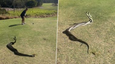 Scary! Two Snakes Fight Right Behind Australian Man Playing Golf, Video Goes Viral!