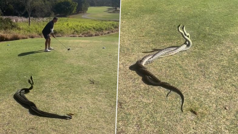 Scary! Two Snakes Fight Right Behind Australian Man Playing Golf, Video Goes Viral!