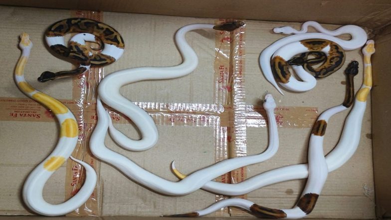 Maharashtra: DRI Seizes Nine Pythons, Two Corn Snakes From Passenger’s Luggage at Chhatrapati Shivaji Maharaj International Airport in Mumbai (See Pics)