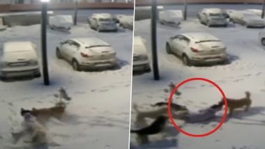 Dog Attack in Russia: Pack of Stray Dogs Maul Class 3 School Girl in Novy Urengoy, Child Hospitalised With Severe Injuries