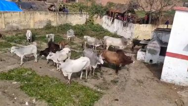 Farrukhabad Stray Cattle Menace: Farmers Lock Up Animals Inside Government School to Save Crops in Uttar Pradesh; Video Surfaces