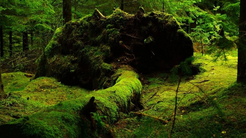 India&rsquo;s Forest Cover Increased Consistently Over Last 15 years, Says Environment Ministry at UN Forum in US