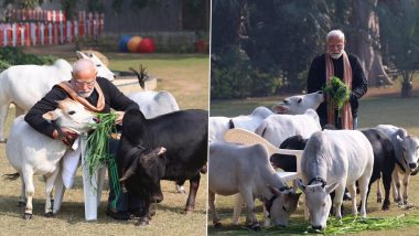 Makar Sankranti 2024: PM Narendra Modi Feeds Cows at His Residence in Delhi (See Pics)