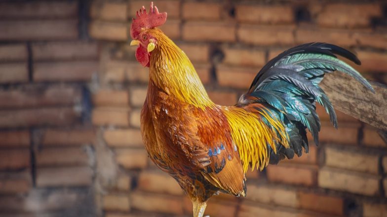 Chicken in Punjab Gets Security Cover: Know Why This Rooster in Bathinda Given Police Protection