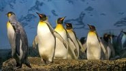 Bird Flu Death in Antarctica: King Penguin Dies of Deadly H5N1 Strain, Experts Raise Alarm