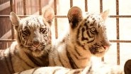 Chhattisgarh: Bhilai&rsquo;s Maitri Bagh Zoo Welcomes Two New Members Into White Tiger Family; Count Now 10 (See Pics)