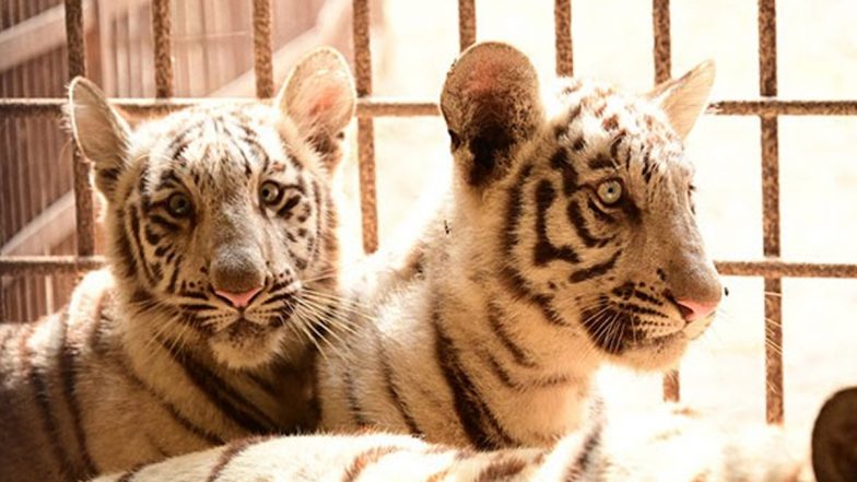 Chhattisgarh: Bhilai’s Maitri Bagh Zoo Welcomes Two New Members Into White Tiger Family; Count Now 10 (See Pics)