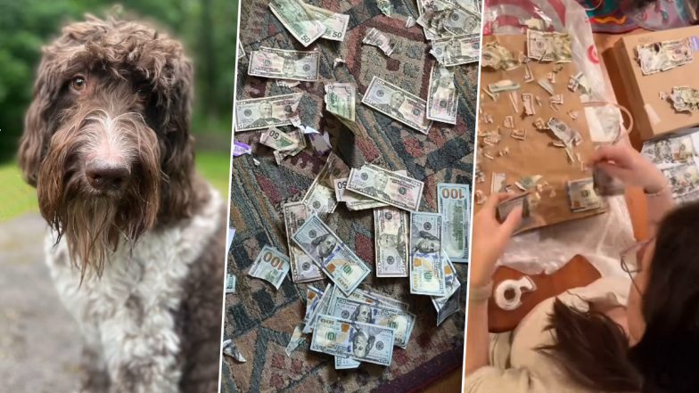 US: Dog ‘Cecil’ Eats Cash Worth USD 4,000 in Pittsburgh; Owners Unusual Recovery Mission Goes Viral on Social Media