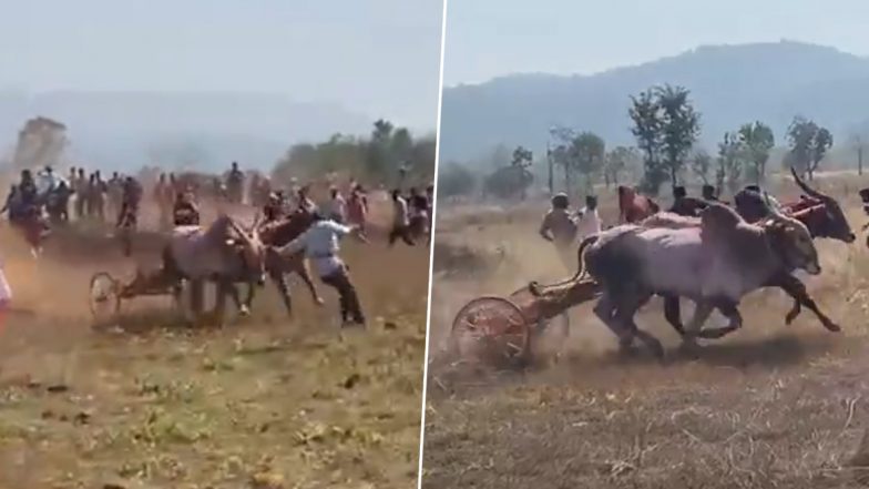 Maharashtra: Four Injured After Bullock Cart Race In Ratnagiri's Khed; Video Surfaces