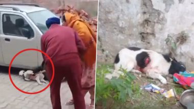 Animal Cruelty in Punjab: Couple Assaults Stray Dog, Stabs It for Allegedly Damaging Car Cover in Ludhiana; Absconding (Watch Video)