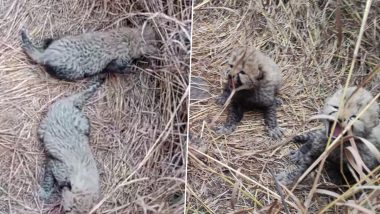 Purrs in Wild: Namibian Cheetah Gives Birth to Three Cubs in Madhya Pradesh’s Kuno National Park (Watch Video)