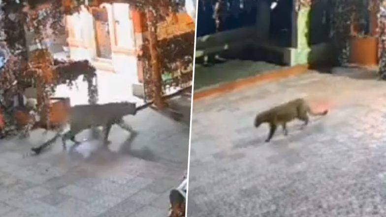 Leopard in Temple Video: Big Cat Enters Ghorakal Shrine During Night in Uttarakhand’s Nainital, CCTV Footage Surfaces