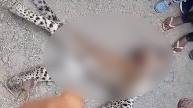 Leopard Death in Uttar Pradesh: Big Cat Dies After Being Run Over By Vehicle in Pilibhit, Disturbing Video Surfaces