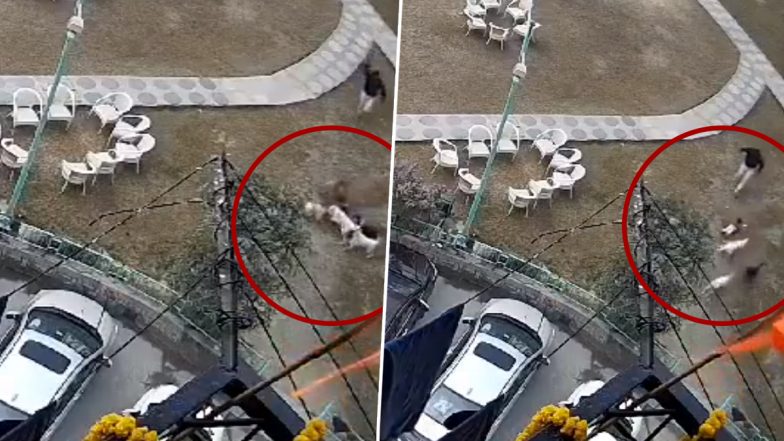 Dog Attack in Ghaziabad Highrise: Pack of Stray Dogs Maul, Drag Toddler in Raj Nagar Extension; Disturbing Video Surfaces