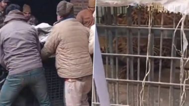 Leopard Rescued in Uttar Pradesh: Forest Officials Save Big Cat That Strayed Into House in Moradabad, Video Surfaces