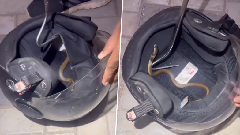 Snake Found Inside Bike's Helmet, Video Goes Viral