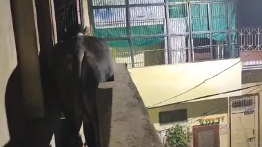 Bull on Roof in Jalaun: Stray Bull Climbs To Roof of House in Uttar Pradesh, Video Surfaces