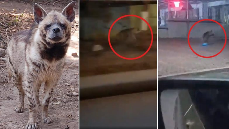 Hyena Spotted in Chhatrapati Sambhajinagar: Panic Among Residents as Striped Hyena Seen Running Near Himayat Bagh, Videos Surface