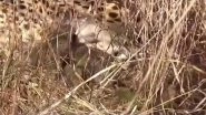Madhya Pradesh: Namibian Cheetah 'Jwala' Gives Birth to Three Cubs in Kuno National Park, Union Environment Minister Bhupender Yadav Shares Video