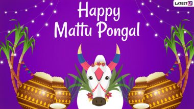 Mattu Pongal 2024 Date and Significance: Rituals and Celebrations Related to the Third Day of Pongal Festival