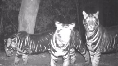 Rare Tigers Caught on Camera: IFS Officer Susanta Nanda Shares Intriguing Clip of Pseudo Melanistic Tiger Family Spotted in Forest in Odisha (Watch Video)