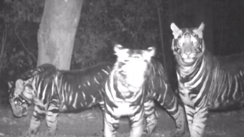 Rare Tigers Caught On Camera Ifs Officer Susanta Nanda Shares Intriguing Clip Of Pseudo