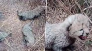 Madhya Pradesh: Namibian Cheetah 'Aasha' Gives Birth To Three Cubs in Kuno National Park, Union Environment Minister Bhupender Yadav Shares Video