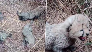 Madhya Pradesh: Namibian Cheetah 'Aasha' Gives Birth To Three Cubs in Kuno National Park, Union Environment Minister Bhupender Yadav Shares Video