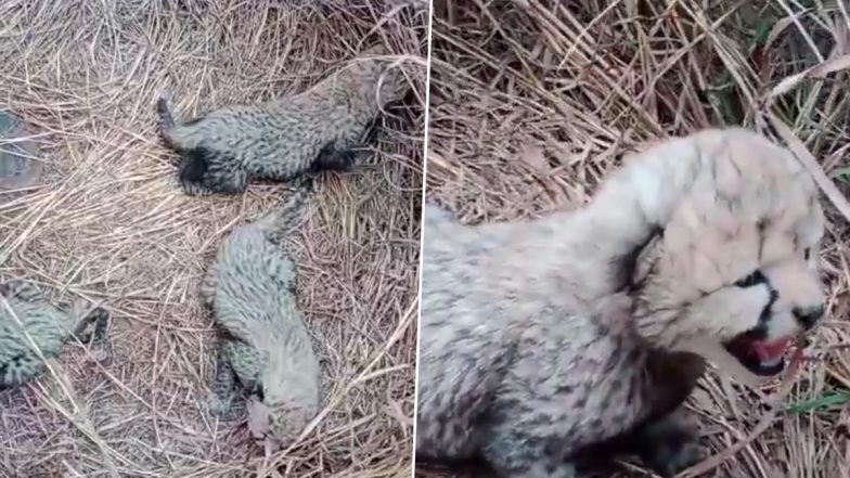 Madhya Pradesh: Namibian Cheetah 'Aasha' Gives Birth To Three Cubs in Kuno National Park, Union Environment Minister Bhupender Yadav Shares Video