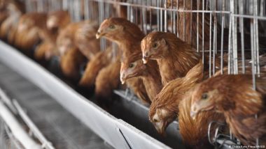 How Chicken Farms Are Breeding Antimicrobial Resistance