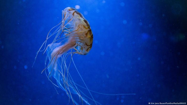 Deep-sea Mining Vital to Climate Action - but at What Cost? - Vimarsana News