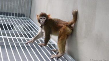 Cloned Monkeys: A Breakthrough for Gene Technology?