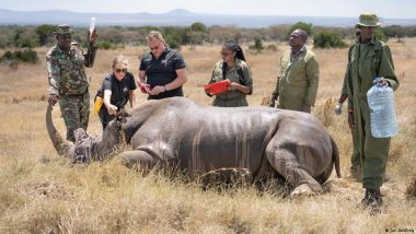 Curra: IVF May Save White Rhinos from Extinction