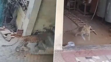 Leopard Spotted in Gurugram: Big Cat Enters House in Gurugram's Narsinghpur Village, Rescue Operation Launched (Watch Videos)