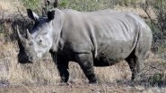 IVF Rhino Pregnancy: Nearly Extinct Southern White Rhinoceros Pregnant via Embryo Transfer in Kenya, Confirms BioRescue Consortium Scientist