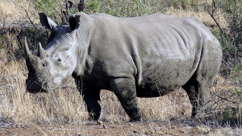 IVF Rhino Pregnancy: Nearly Extinct Southern White Rhinoceros Pregnant