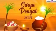 Surya Pongal 2024 Date, Significance and Celebrations: Everything To Know About the Second Day of Pongal Festival