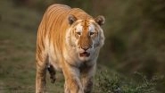 Assam: Rare &lsquo;Golden Tiger&rsquo; Spotted in Kaziranga National Park, State CMO Shares Video on X