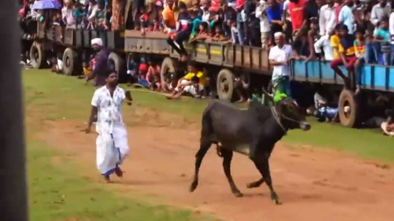 Sri Lanka Hosts Traditional Bull Taming Sports Jallikattu for First Time in Trincomalee Region (Watch Video)