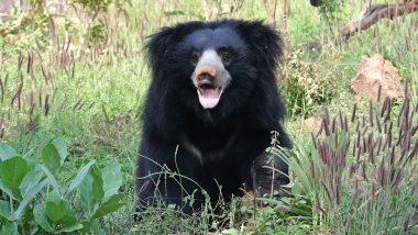 Odisha Bear Attack: Wild Animal Strays Into Village in Balasore, Injures Two People