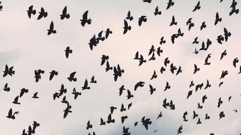 US: Hundreds of Birds Take Over Texas Parking Lot, Recreates Scene 'Straight Out of Alfred Hitchcock Movie' (Watch Video)