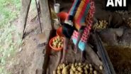 India News | Tamil Nadu: Madurai's Jaggery Production in Full Swing Ahead of Pongal